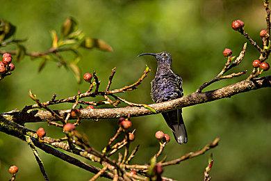 “鬼灭之刃”家用机游戏企划第二弹 《鬼灭之刃 争当最强队士！》公开最新游戏画面